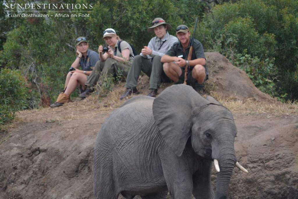 Satisfied there is no danger, the elephant moves off Satisfied there is no danger, the elephant moves off