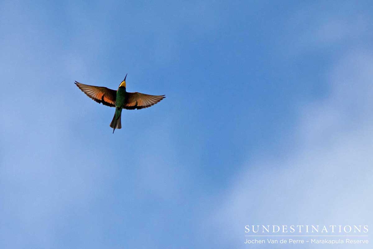 A European bee-eater in flight A European bee-eater in flight