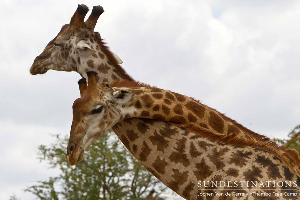 giraffe11 giraffe11