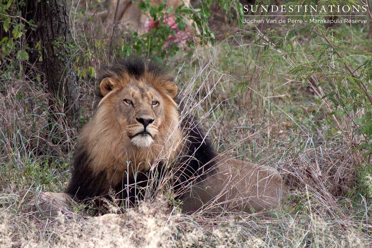 The lion king of Marakapula The lion king of Marakapula