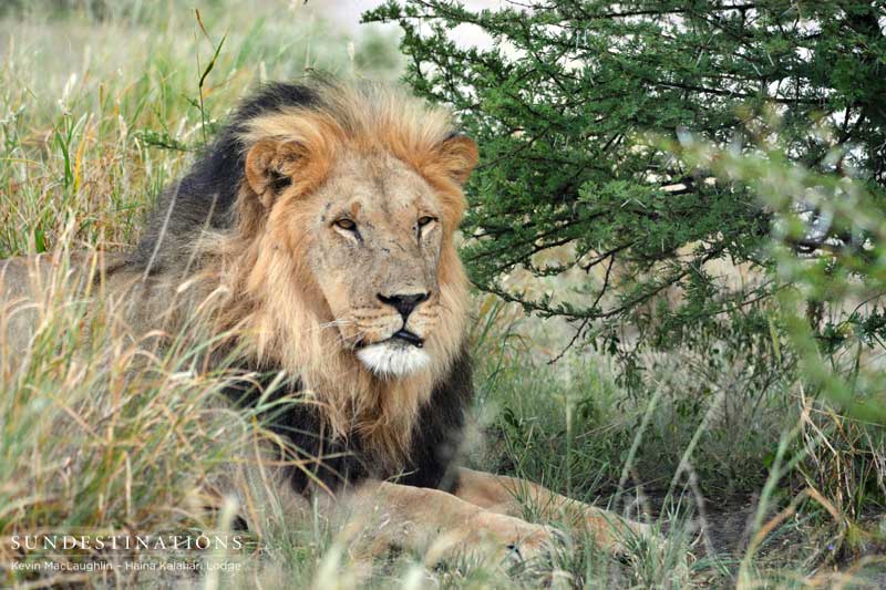 lion-ckgr-kevin lion-ckgr-kevin