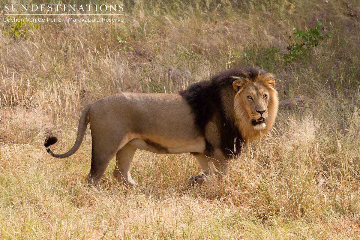 Big black-maned lion in the Marakapula Reserve, Kruger. Big black-maned lion in the Marakapula Reserve, Kruger.