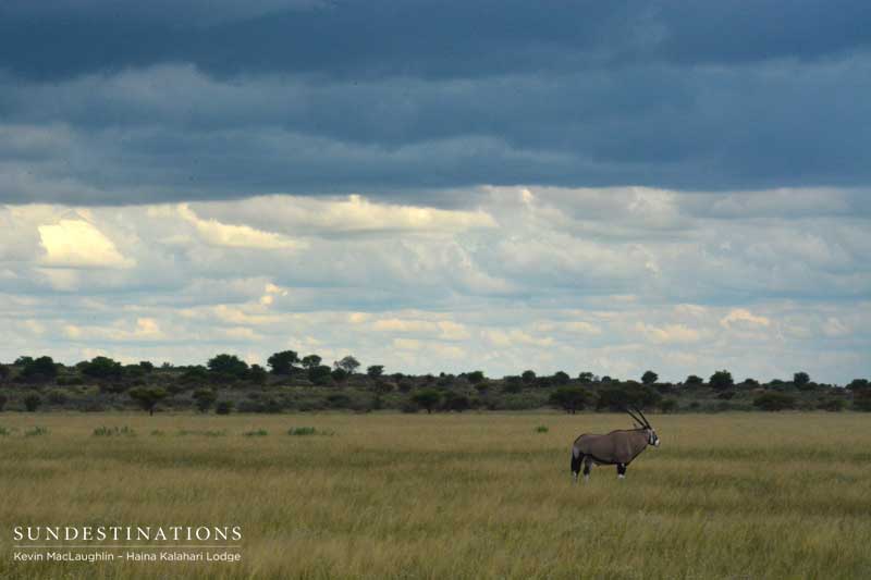 oryx-ckgr-kevin oryx-ckgr-kevin