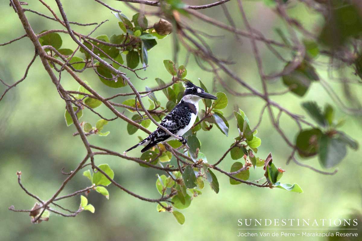 Pied kingfisher waits to plunge into the water after a fish Pied kingfisher waits to plunge into the water after a fish