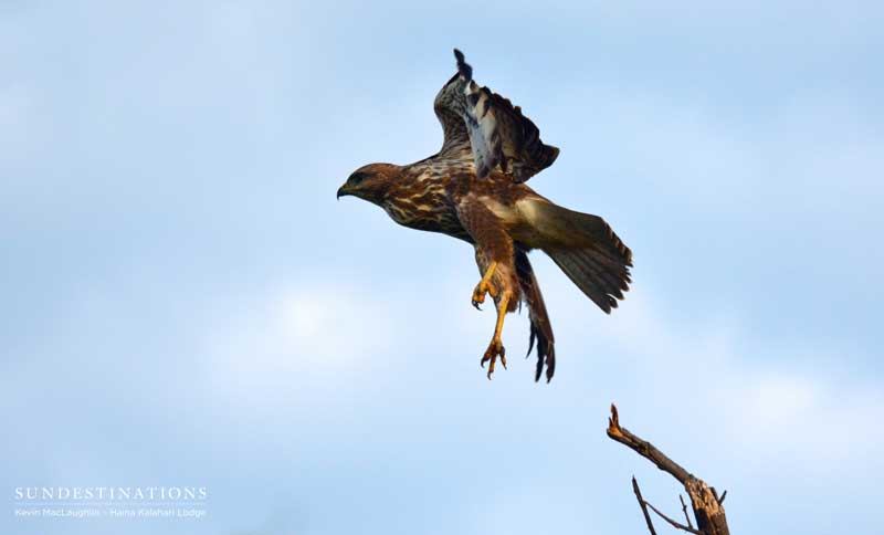 raptor-ckgr-kevin raptor-ckgr-kevin