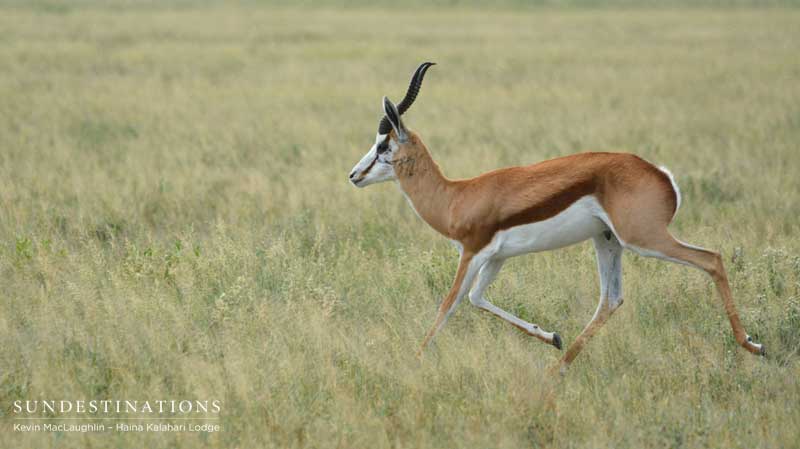 springbok-ckgr-kevinmac springbok-ckgr-kevinmac