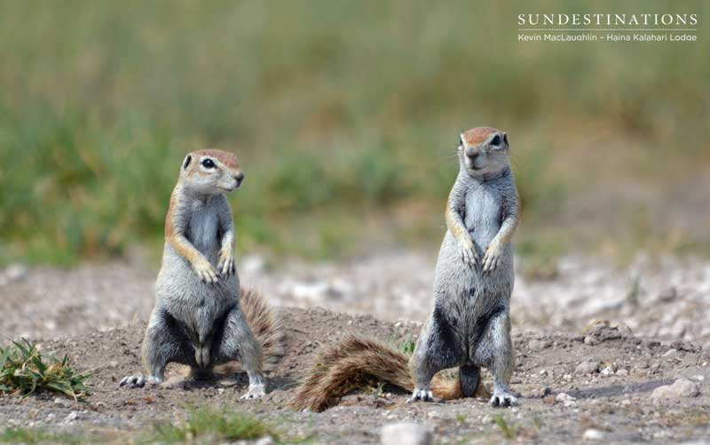 squirrel-ckgr-kevin squirrel-ckgr-kevin