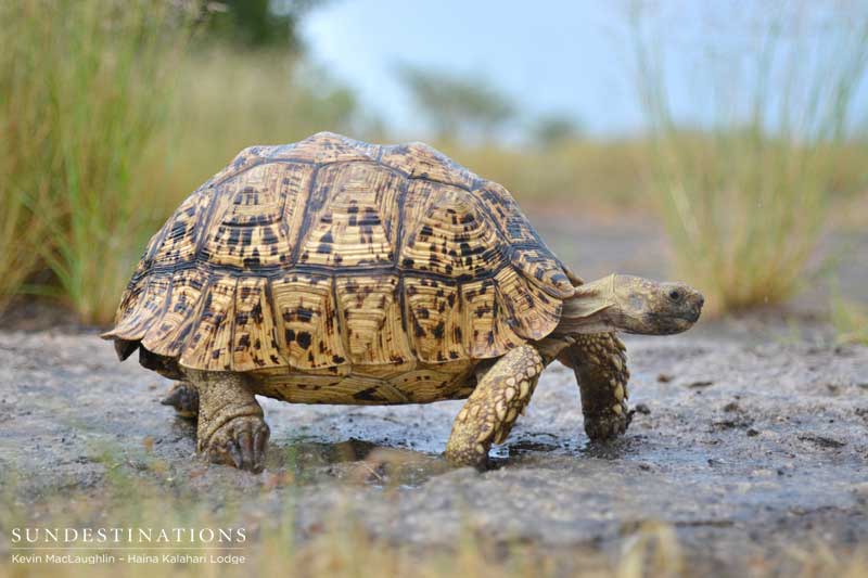 tortoise-ckgr-kevin tortoise-ckgr-kevin