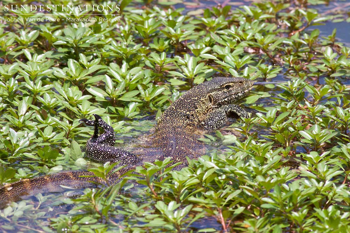 Water monitor makes a quick getaway Water monitor makes a quick getaway