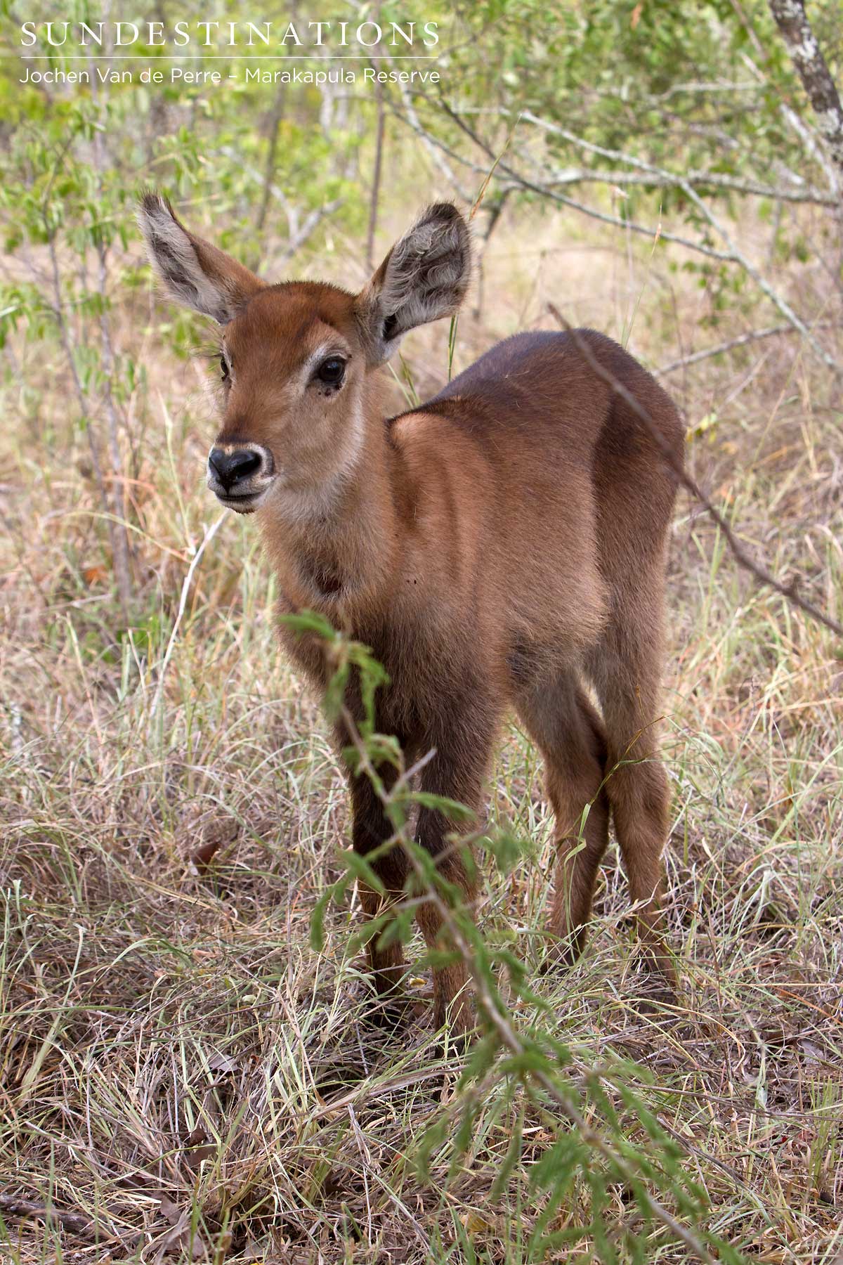 An unfortunate baby waterbuck waits for its mother An unfortunate baby waterbuck waits for its mother