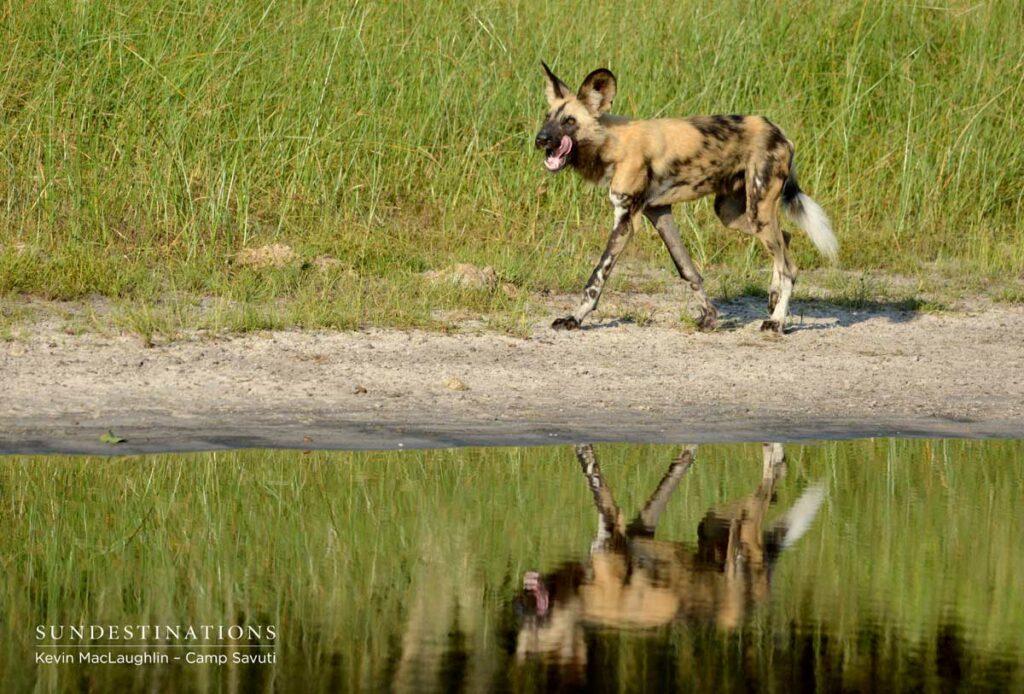 wilddogs-savuti-1 wilddogs-savuti-1