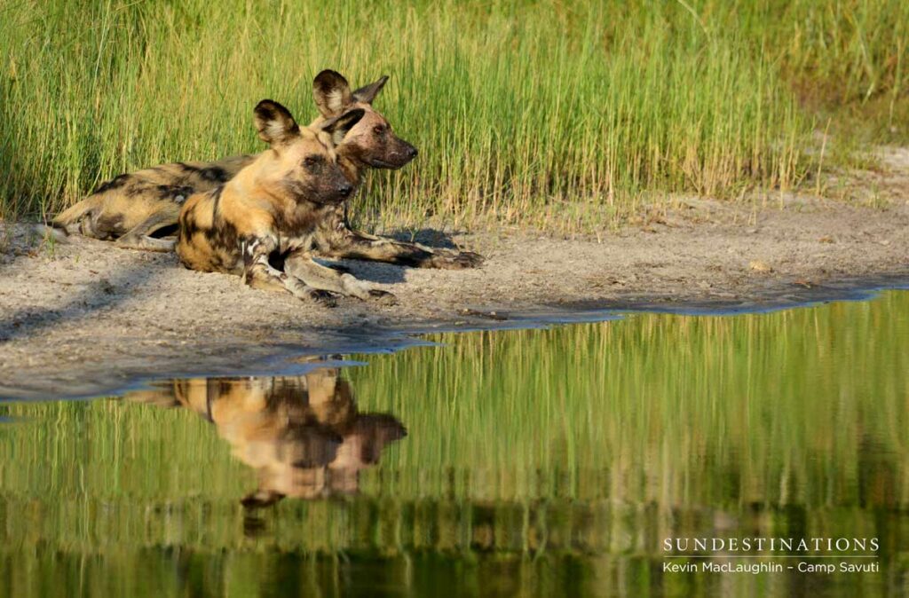 Wild Dogs at Savuti Wild Dogs at Savuti