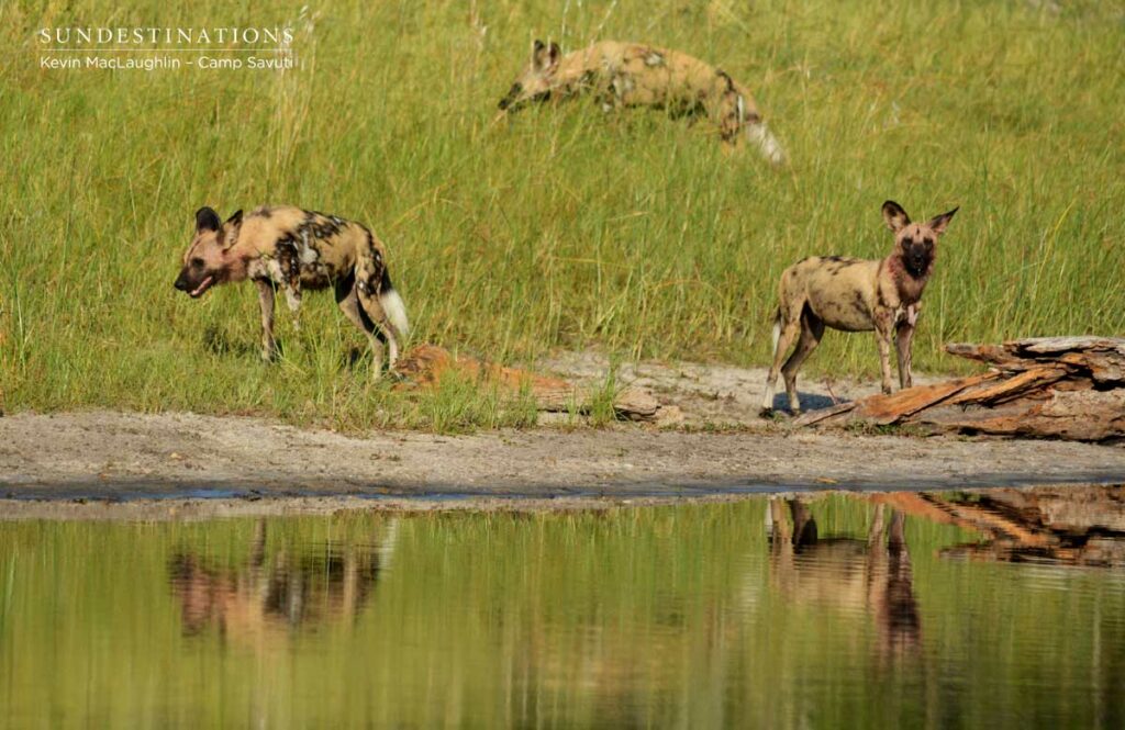 wilddogs-savuti-12 wilddogs-savuti-12
