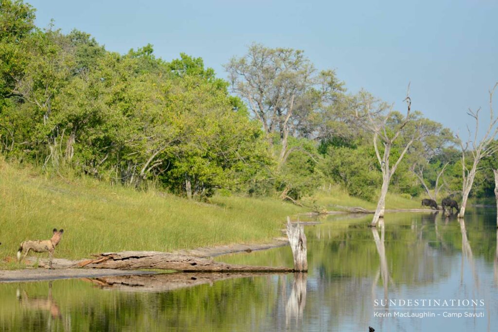 wilddogs-savuti-4 wilddogs-savuti-4