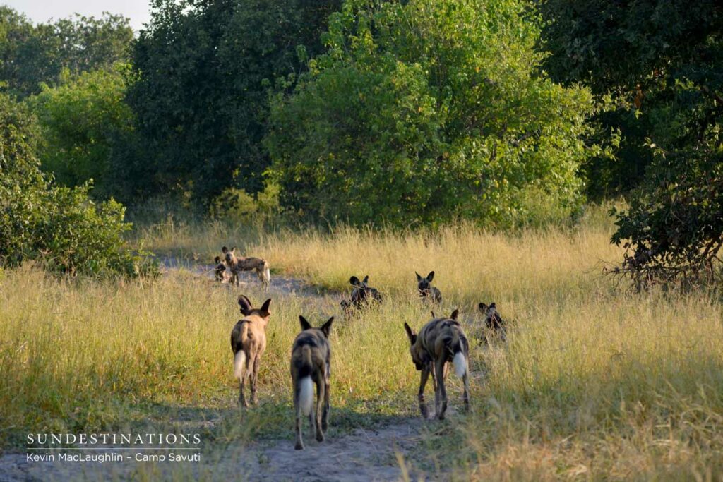 wilddogs-savuti-5 wilddogs-savuti-5