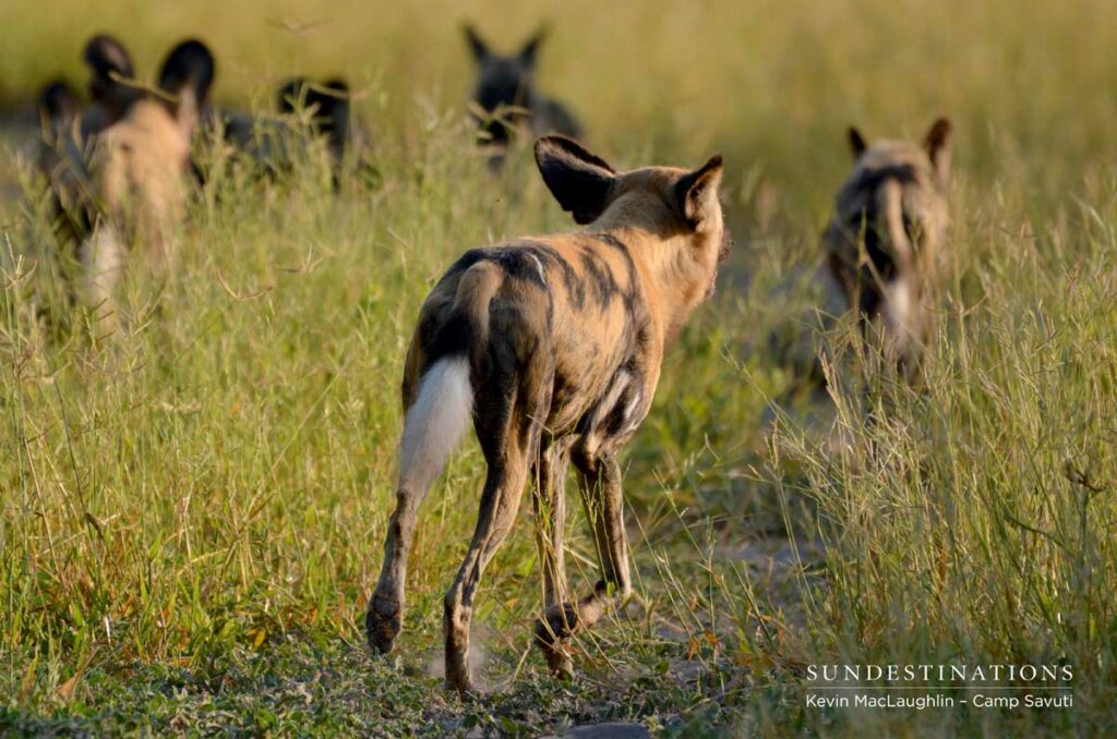 wilddogs-savuti-6 wilddogs-savuti-6