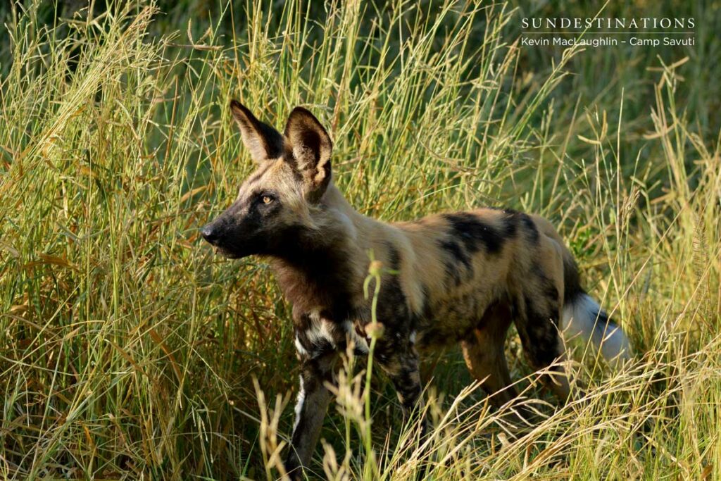 wilddogs-savuti-8 wilddogs-savuti-8