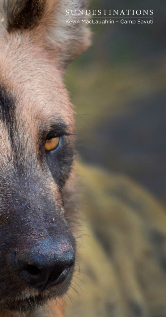wilddogs-savuti-9 wilddogs-savuti-9