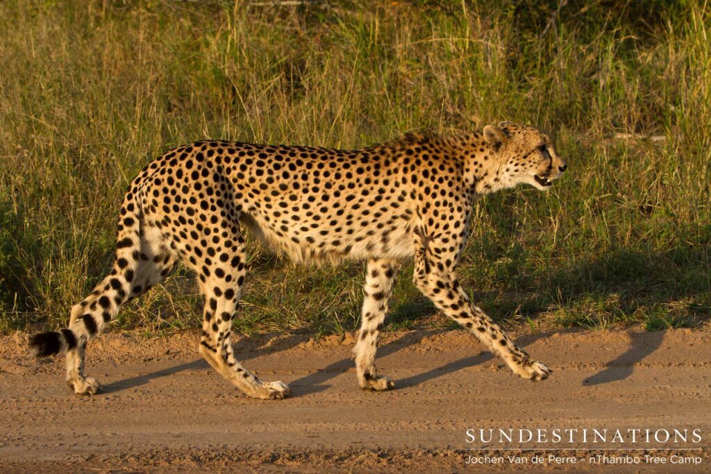 Female cheetah - Klaserie Female cheetah spotted on the nThambo and Africa on Foot Traverse
