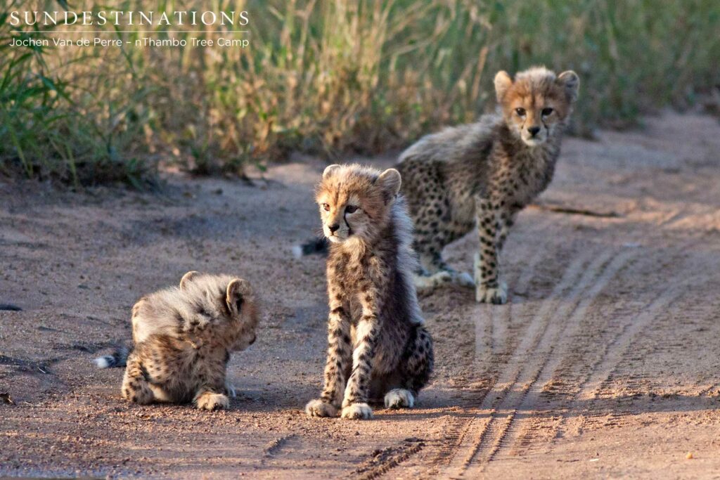 Majestic cheetah cubs Majestic cheetah cubs born into the Klaserie Private Nature Reserve