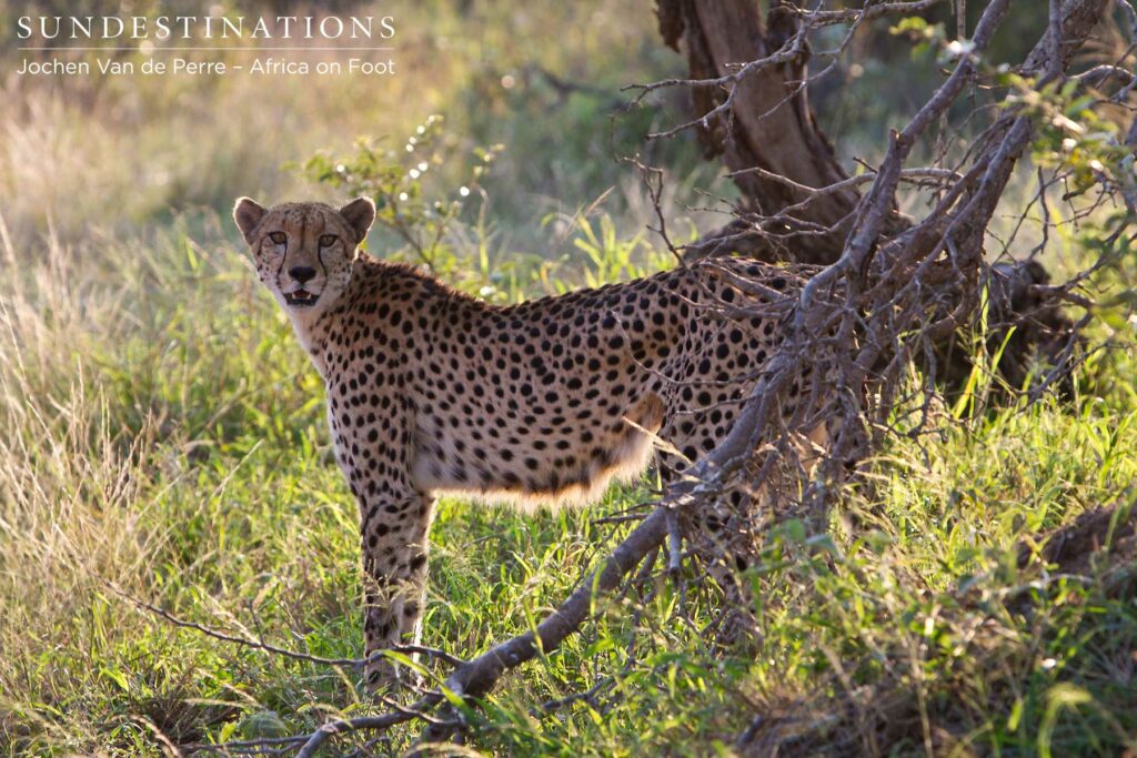 Cheetah surveys land Cheetah surveys her land and protects her young. She is quite anxious.