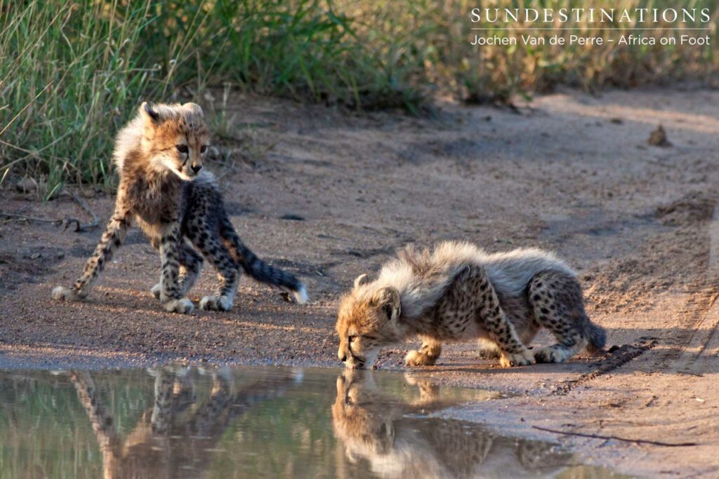 Cheetah cubs - Klaserie Right in the heart of the Klaserie Private Nature Reserve - cheetah cubs