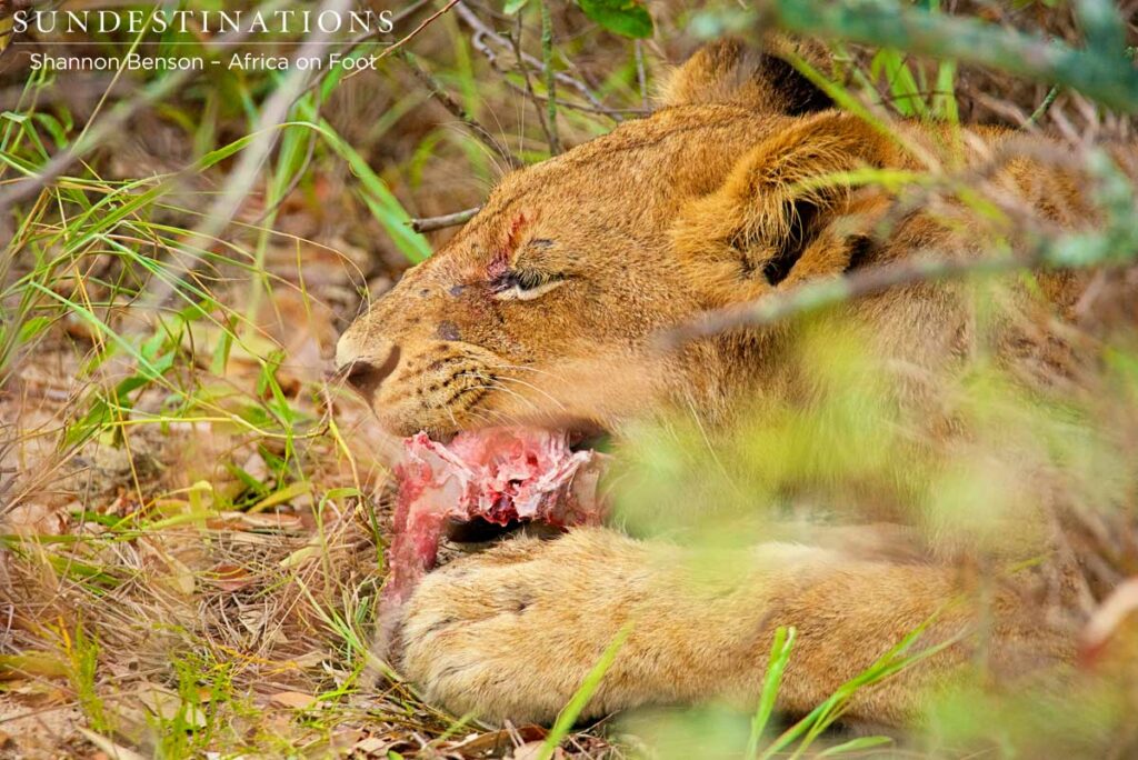 Chewing on some warthog bones Chewing on some warthog bones