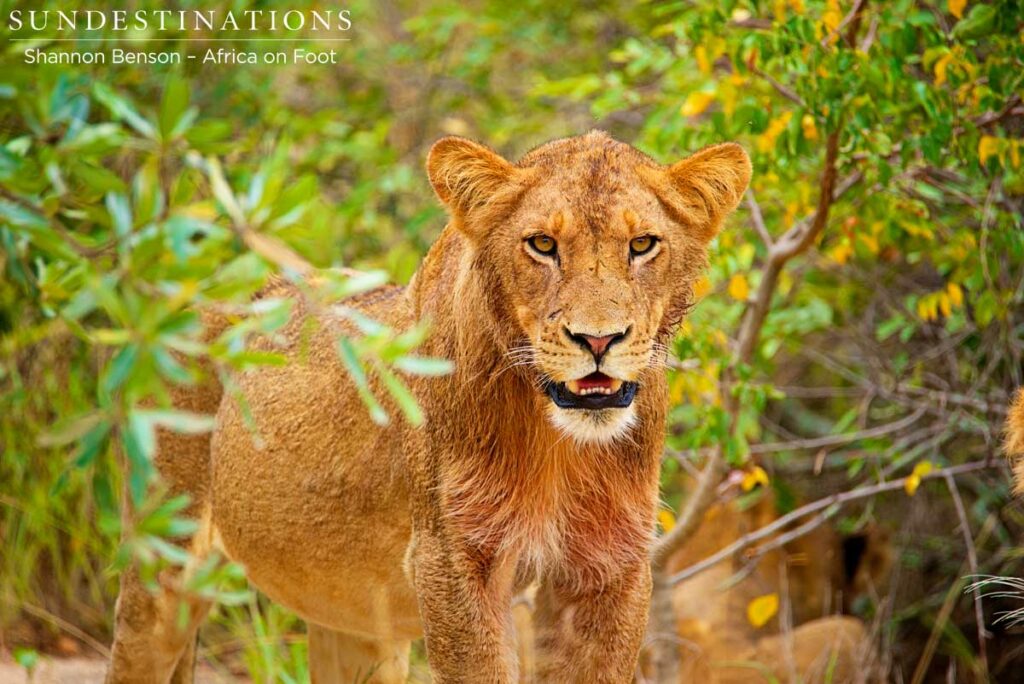 Ross Pride sub-adult male After-dinner grooming