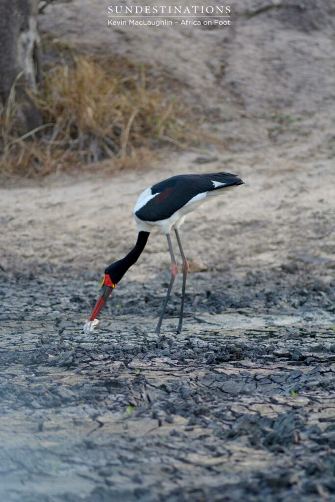 This bird is named after the yellow 'saddle' visible on the top, front of its bill This bird is named after the yellow 'saddle' visible on the top, front of its bill