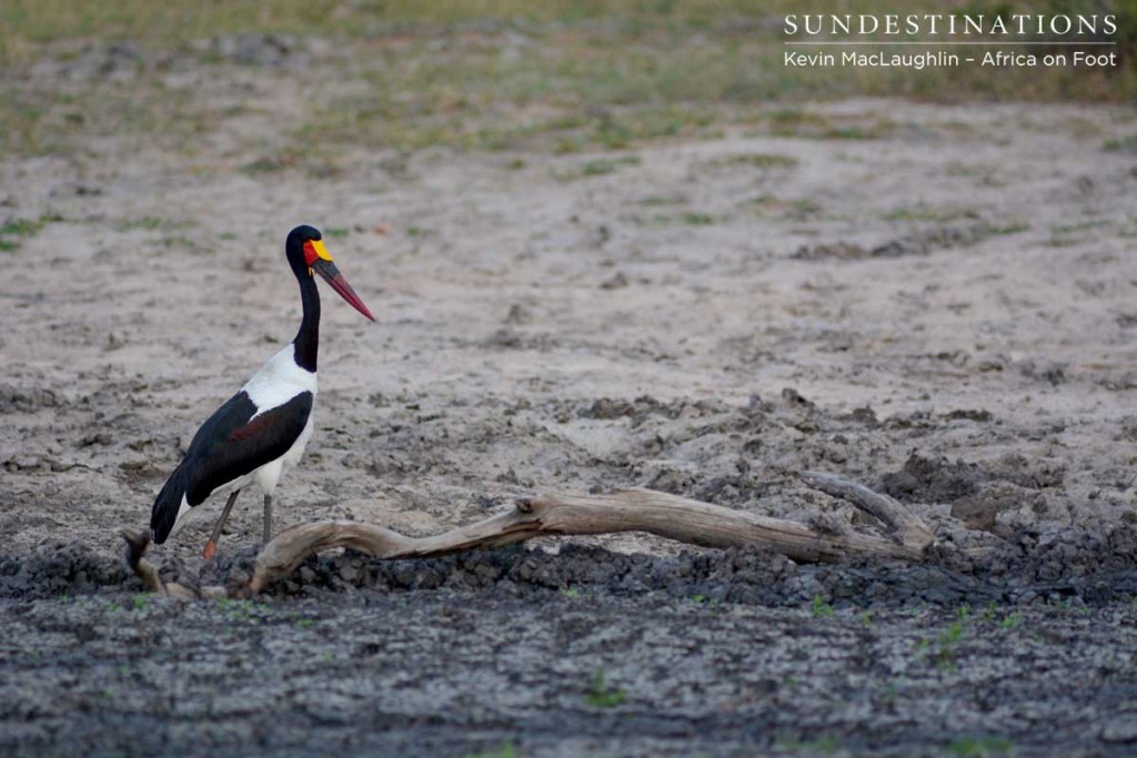 Saddle-billed stork satisfied after its catfish meal Saddle-billed stork satisfied after its catfish meal