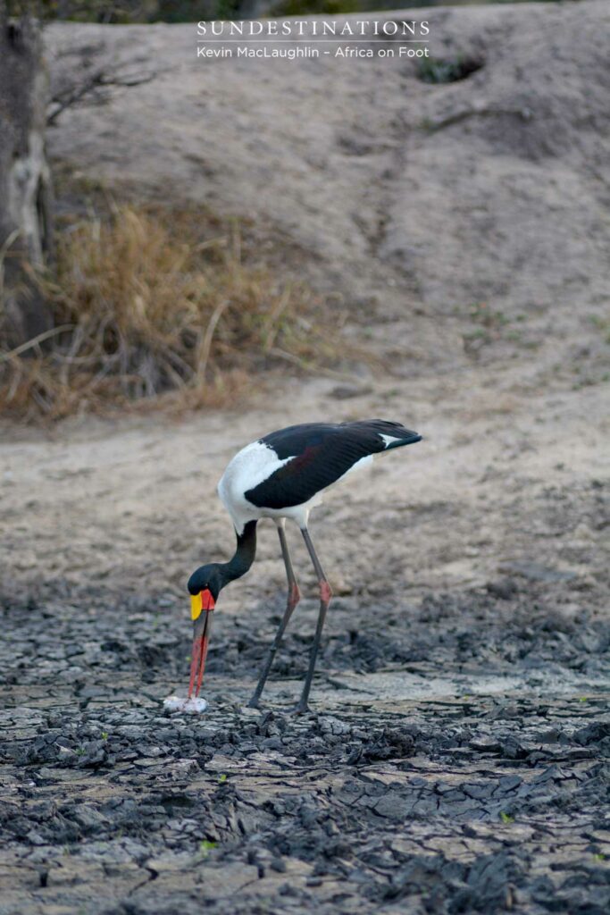 Saddle-billed stork attempting to kill a barbel (catfish) Saddle-billed stork attempting to kill a barbel (catfish)