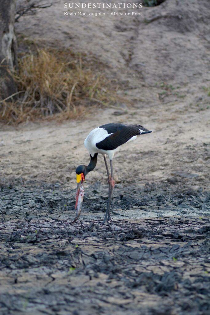 Saddle-billed stork feeds primarily on fish, crabs and frogs Saddle-billed stork feeds primarily on fish, crabs and frogs