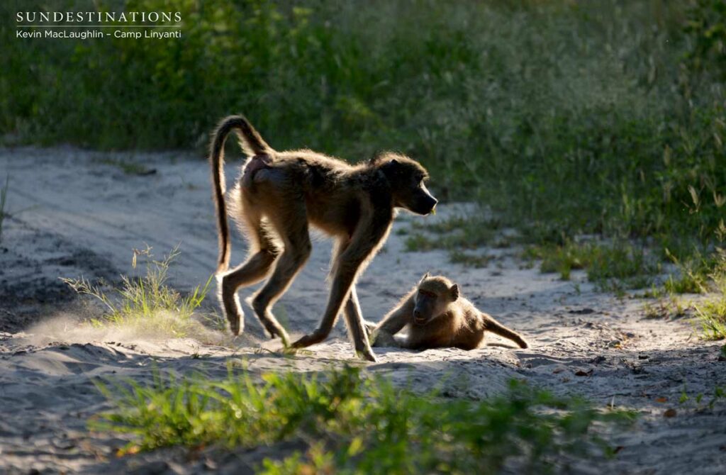 Baboons playing at Camp Linyanti Baboons playing at Camp Linyanti
