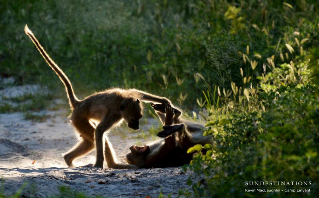 Young baboons play energetically Young baboons play energetically