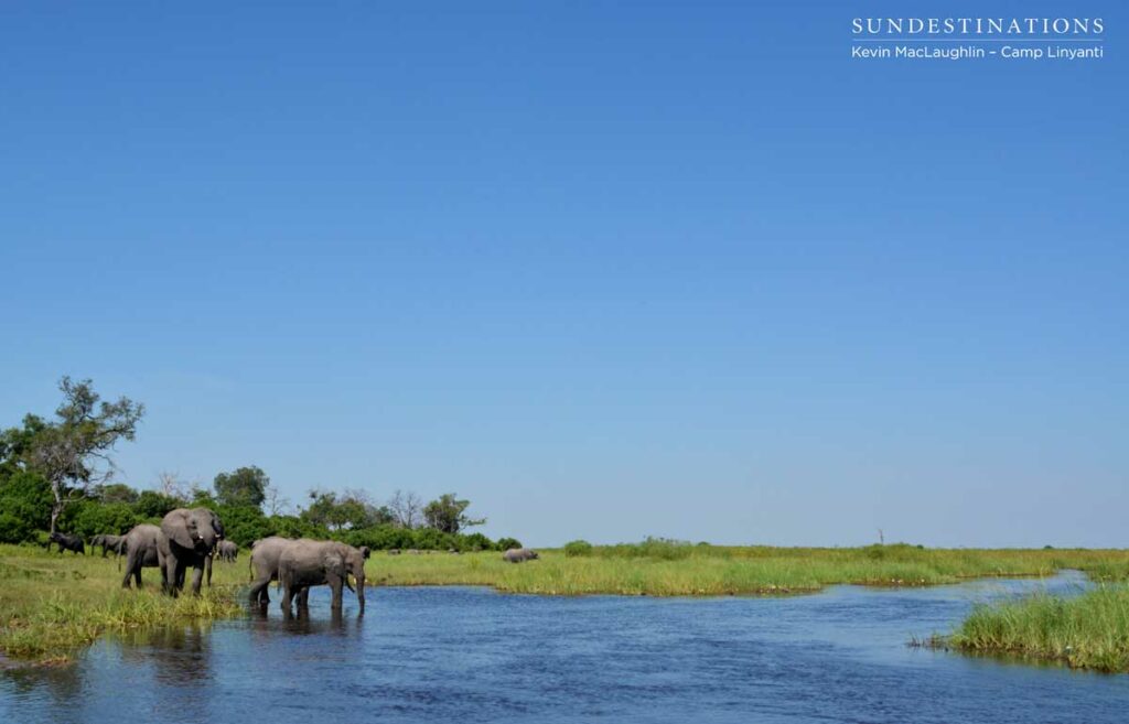 Elephant herd approaches the water to drink Elephant herd approaches the water to drink