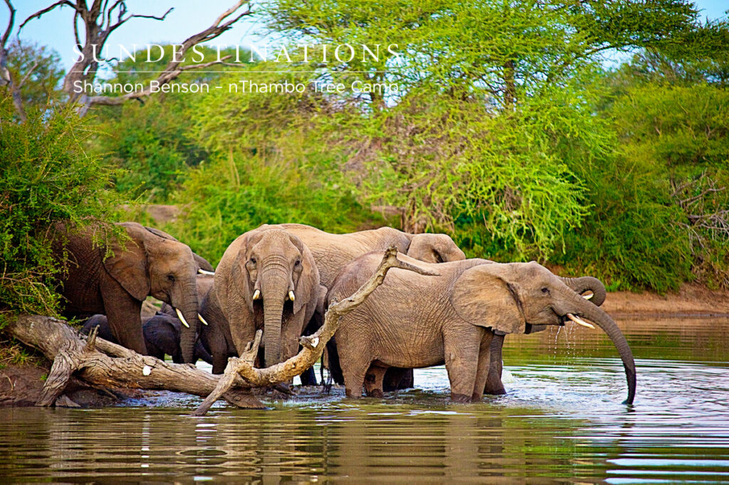 nThambo Elephants Bathing Elephants at nThambo cooling off in the dam