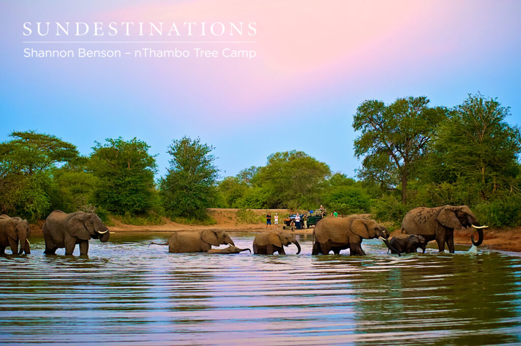 Watching Elephants Watching a breeding herd of elephants cross the dam