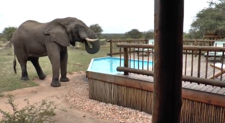 Elephant in Musth at nThambo Tree Camp Elephant in Musth at nThambo Tree Camp