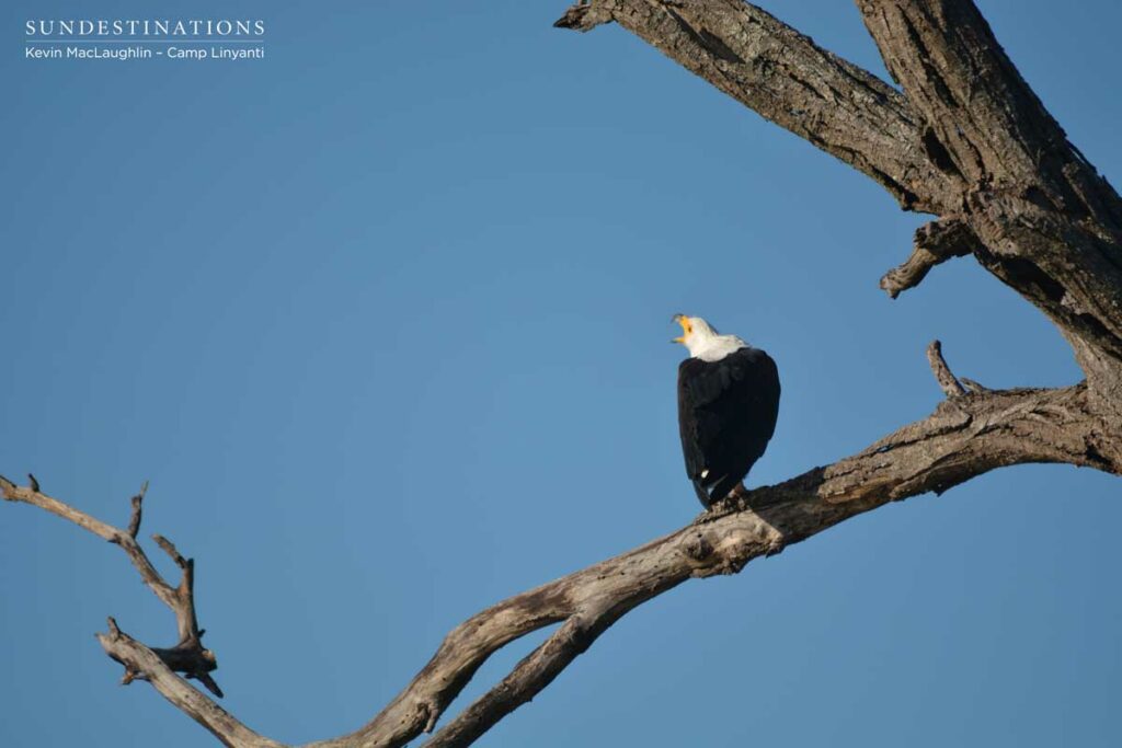 A fish eagle perches and calls out over the Linyanti swamps A fish eagle perches and calls out over the Linyanti swamps