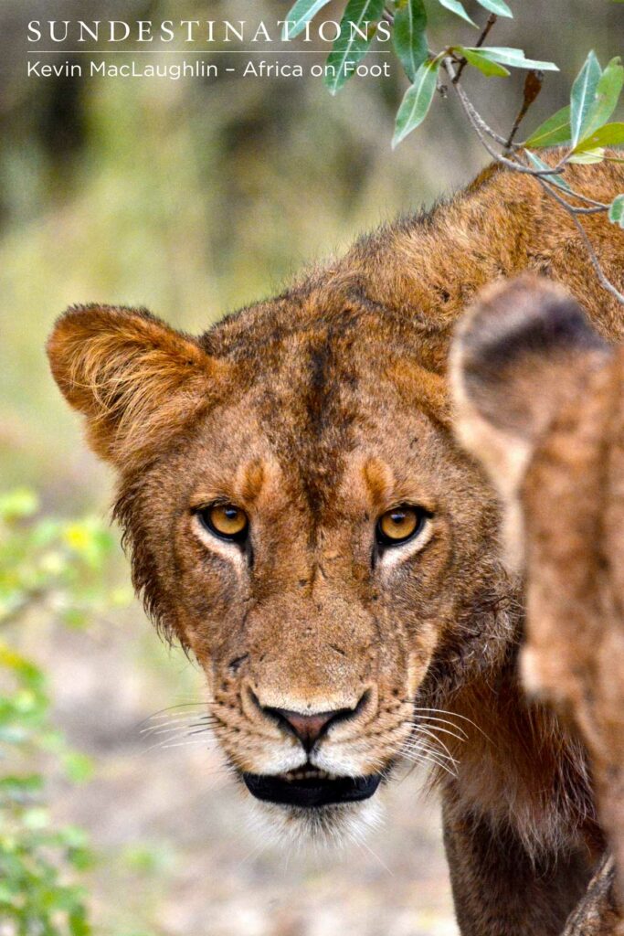 An intense look from a member of the Ross Pride An intense look from a member of the Ross Pride