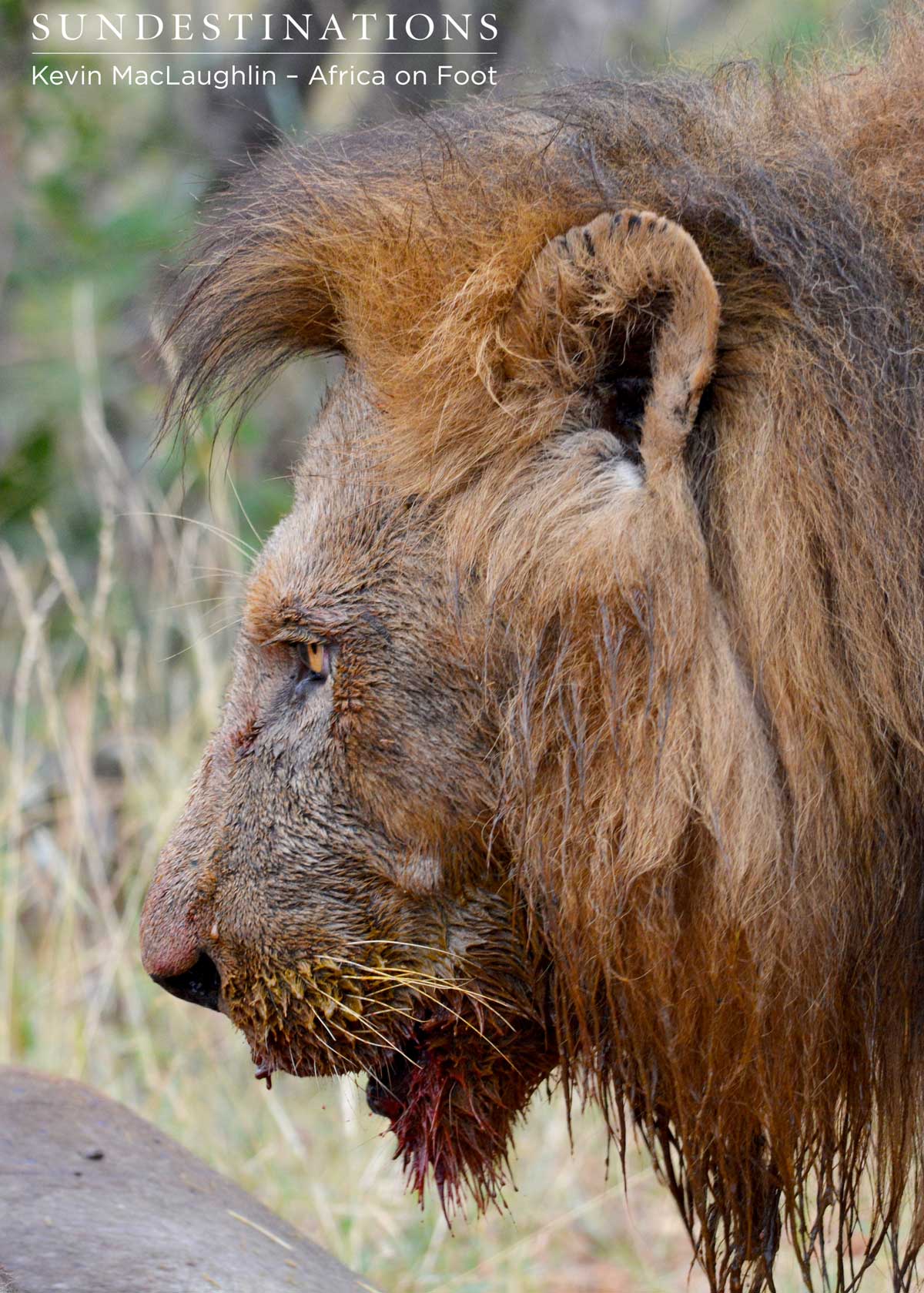 Africa on Foot and nThambo guests witnessed this raw act of nature Africa on Foot and nThambo guests witnessed this raw act of nature