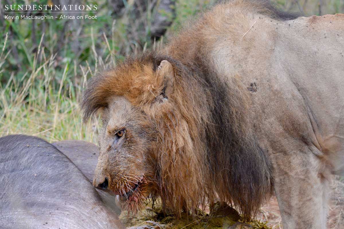 Trilogy male lion eats from his kill Trilogy male lion eats from his kill