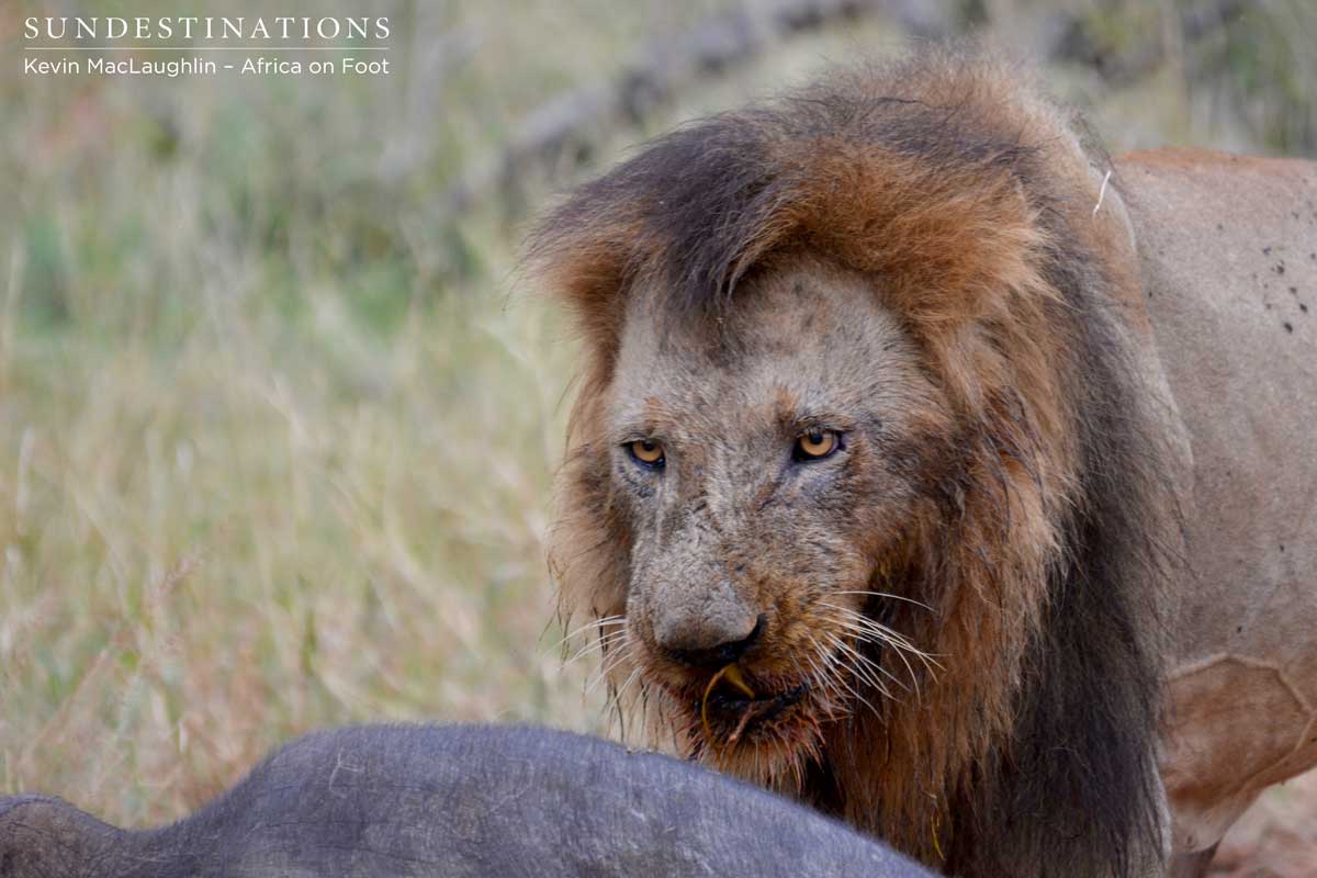 Trilogy male at a buffalo kill Trilogy male at a buffalo kill