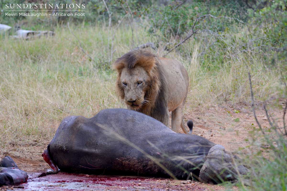 The buffalo carcass and unfortunate calf lying alongside it The buffalo carcass and unfortunate calf lying alongside it