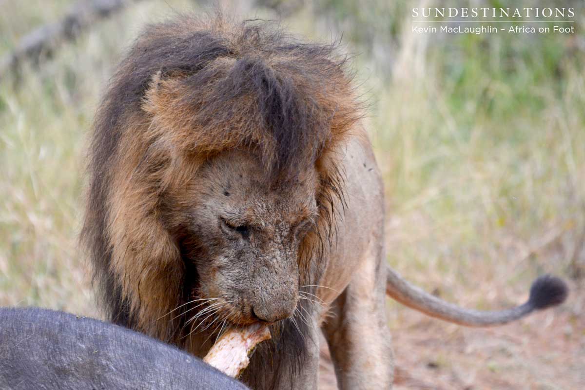 Trilogy coalition makes a buffalo kill Trilogy coalition makes a buffalo kill