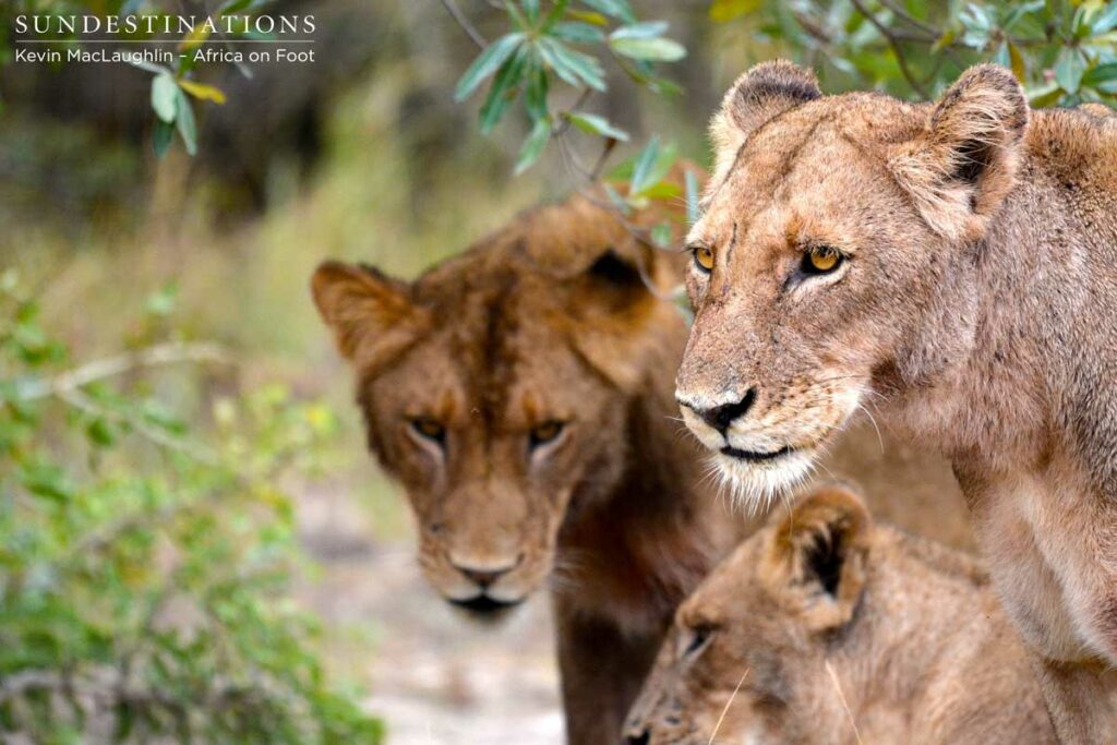 Trio of Ross Pride members Trio of Ross Pride members