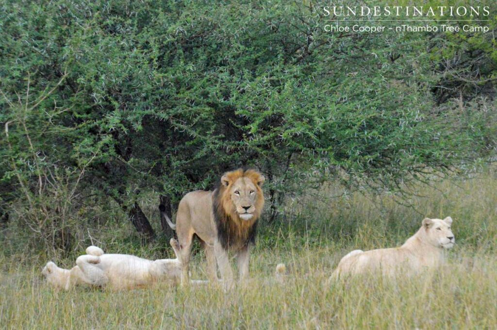 whitelions-trilogy-3 The male was seen mating with all 3 of these giraffe lionesses
