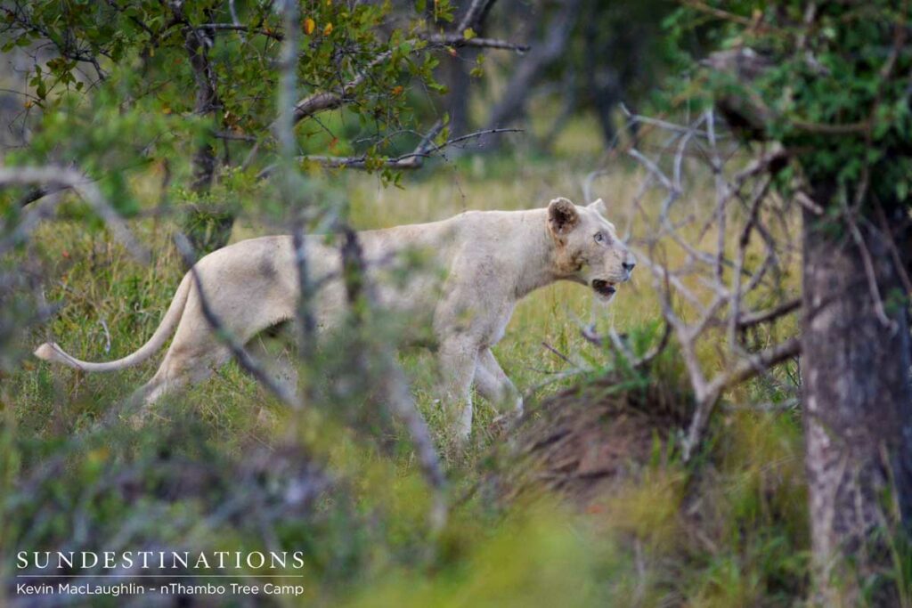 White lioness seen in the Klaserie White lioness seen in the Klaserie