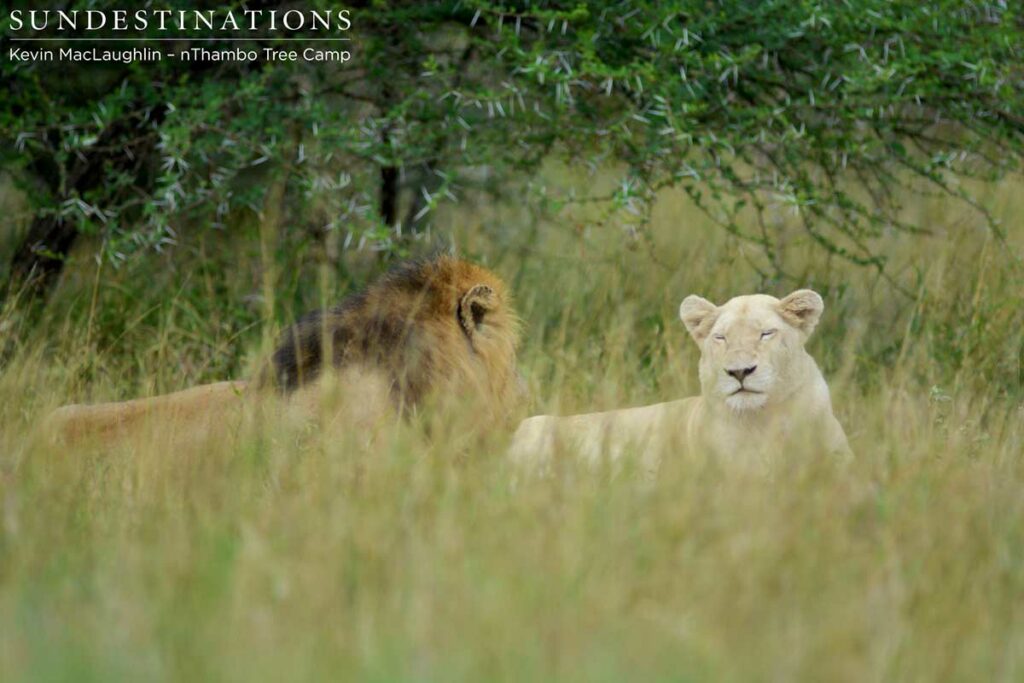 Trilogy male and Giraffe lioness in between mating Trilogy male and Giraffe lioness in between mating