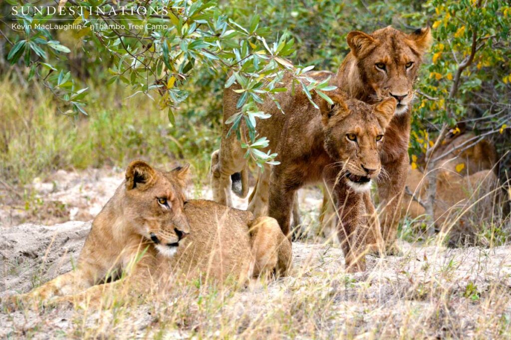 Curious looks from the Ross Pride family Curious looks from the Ross Pride family